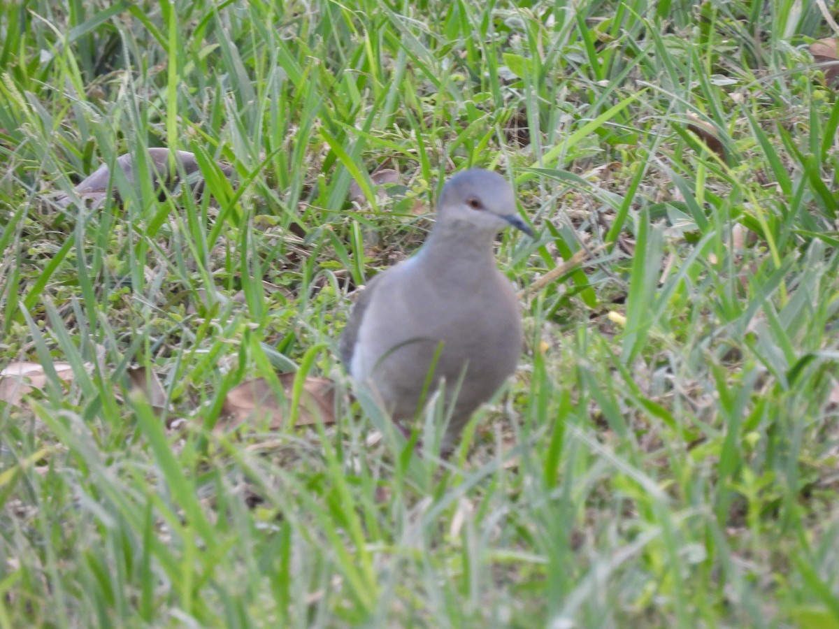 White-tipped Dove - ML623054137