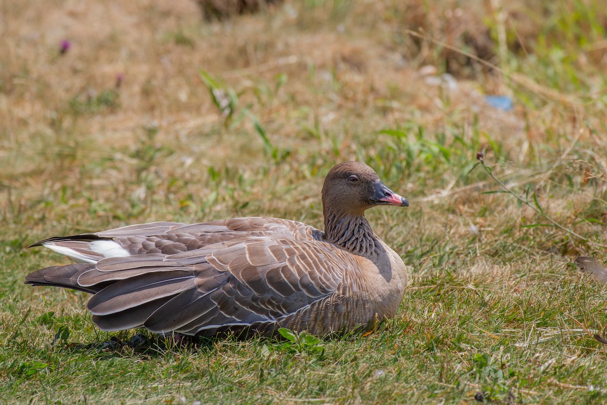 Pink-footed Goose - ML623054140