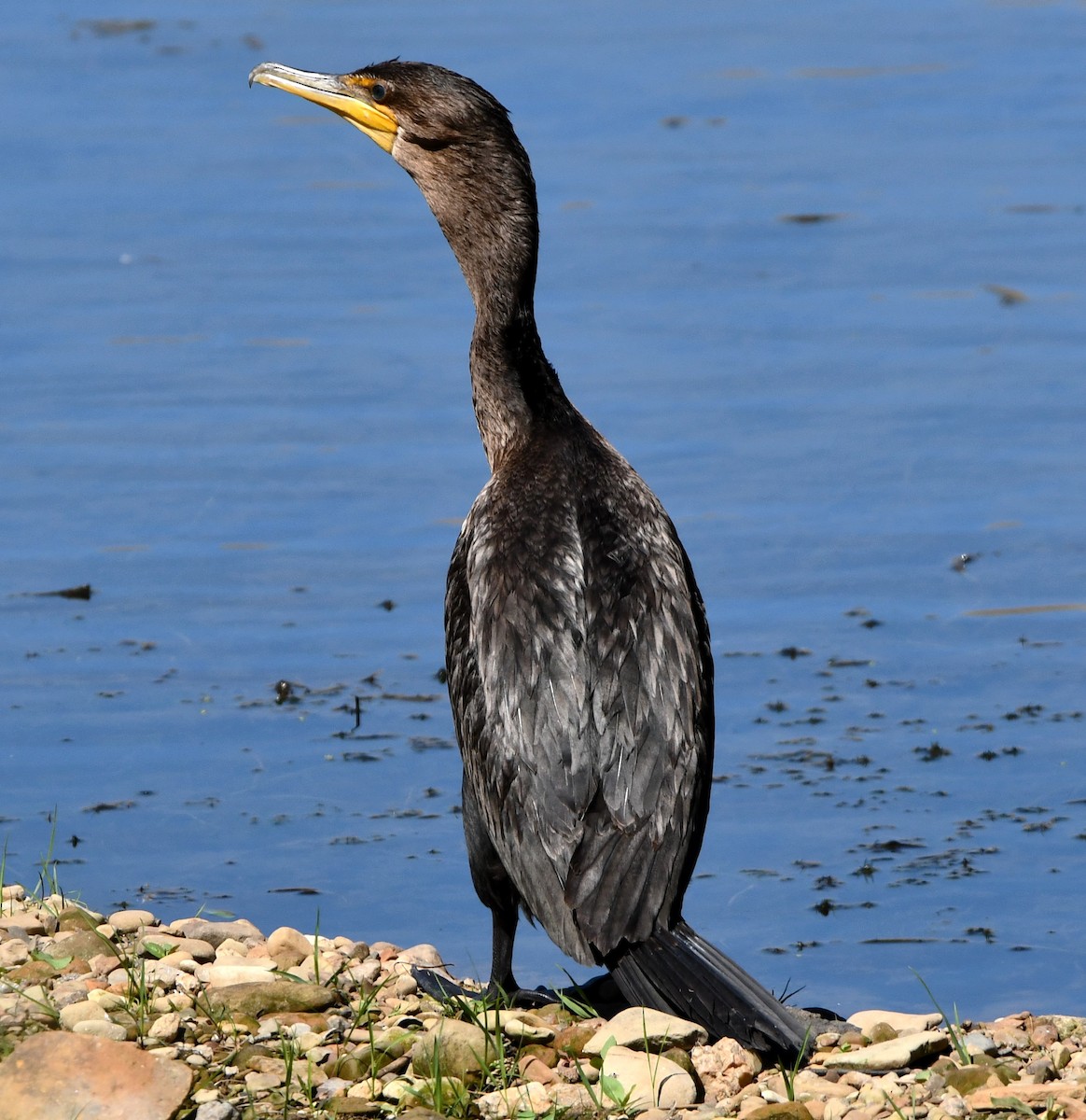 Double-crested Cormorant - ML623054165