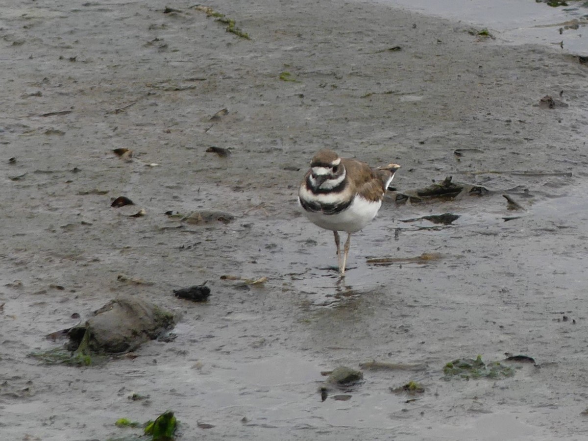 Killdeer - ML623054253