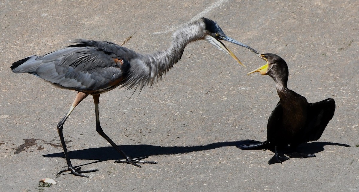 Great Blue Heron - ML623054257