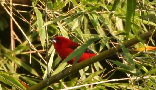 Brazilian Tanager - ML623054263