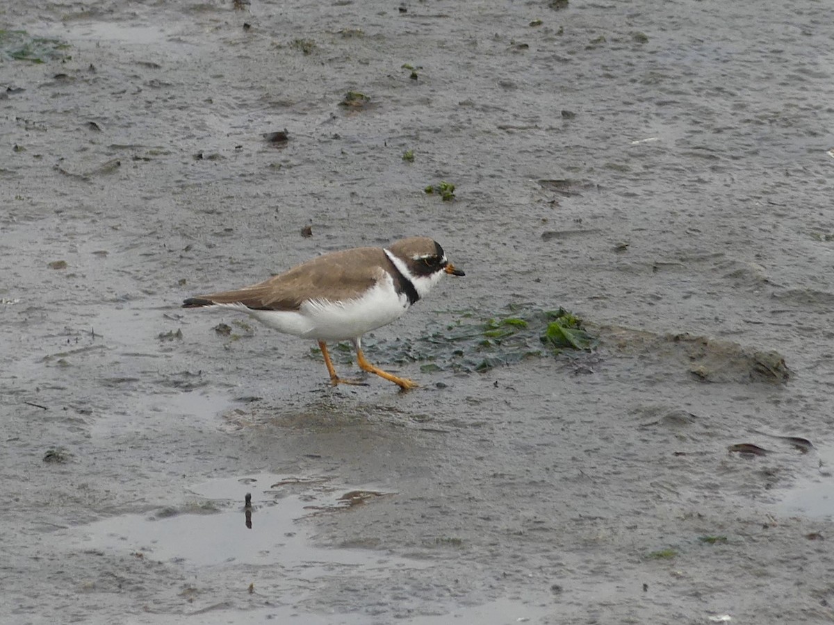 Semipalmated Plover - Ted Down