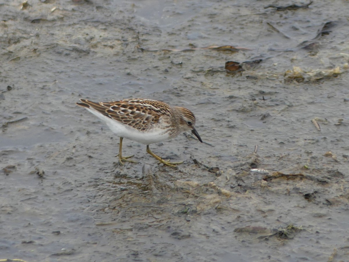 Least Sandpiper - ML623054294