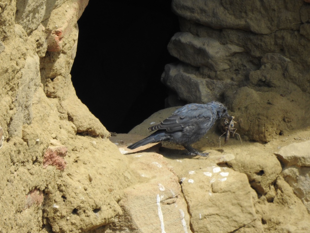 Blue Rock-Thrush - ML623054307