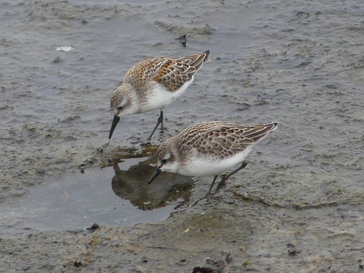 Western Sandpiper - ML623054308