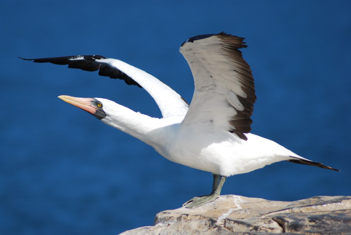 Nazca Booby - ML623054326