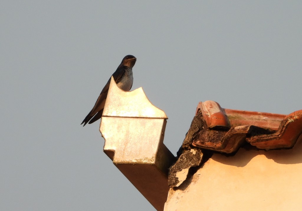 Gray-breasted Martin - ML623054344