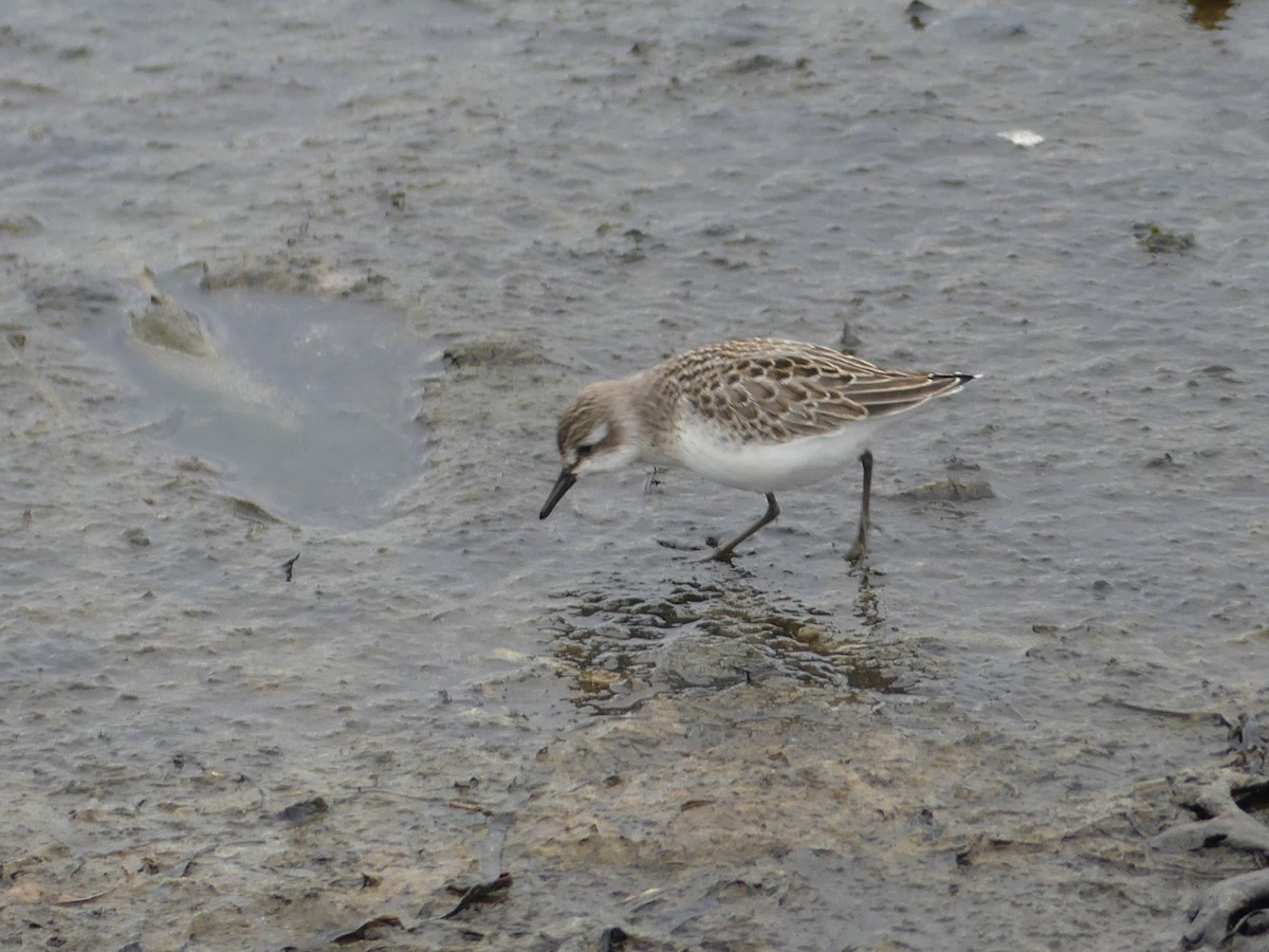 Semipalmated Sandpiper - ML623054350