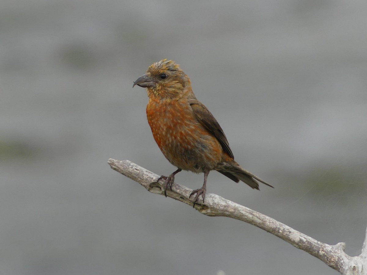 Red Crossbill - ML623054388