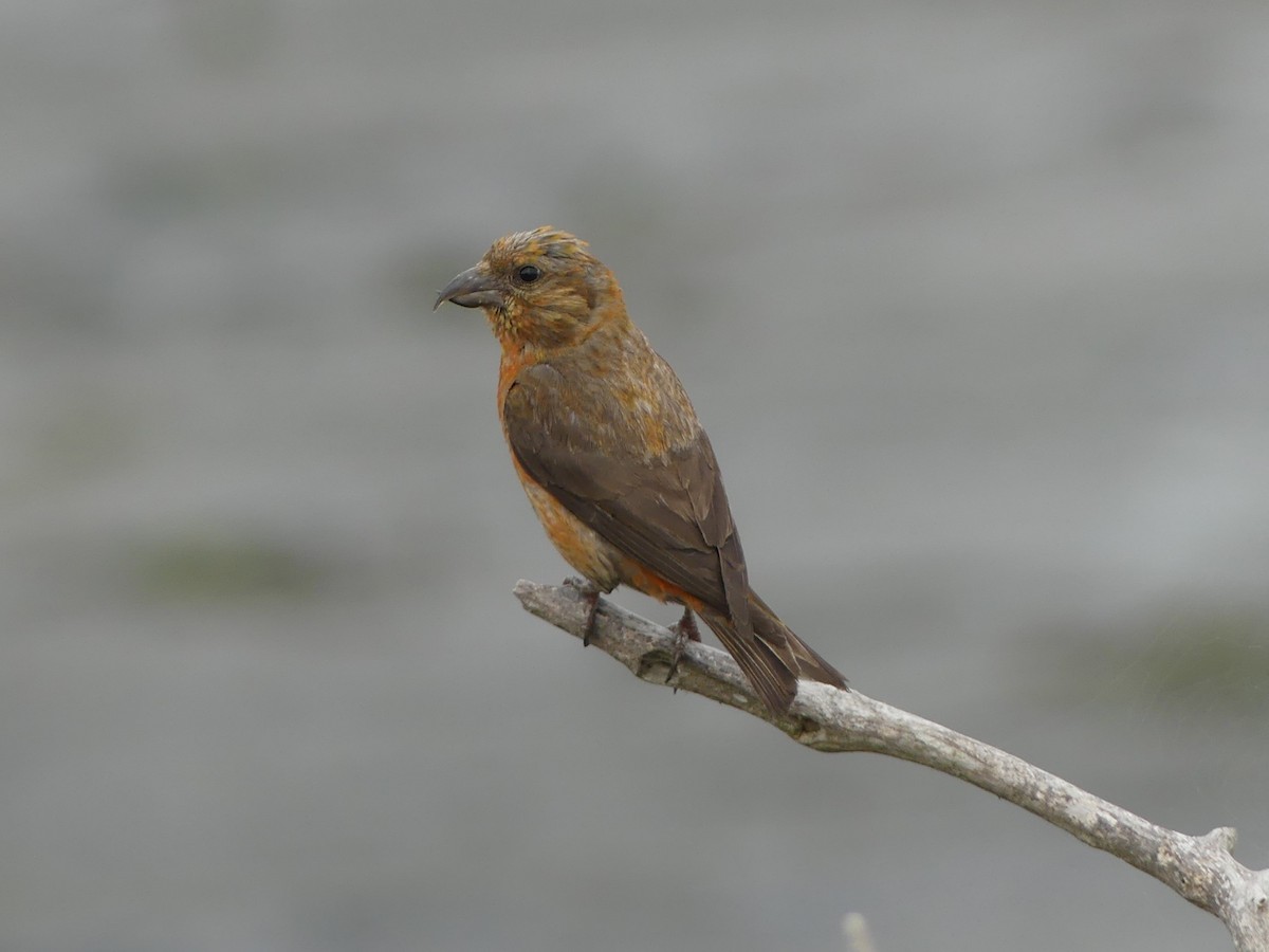 Red Crossbill - ML623054389