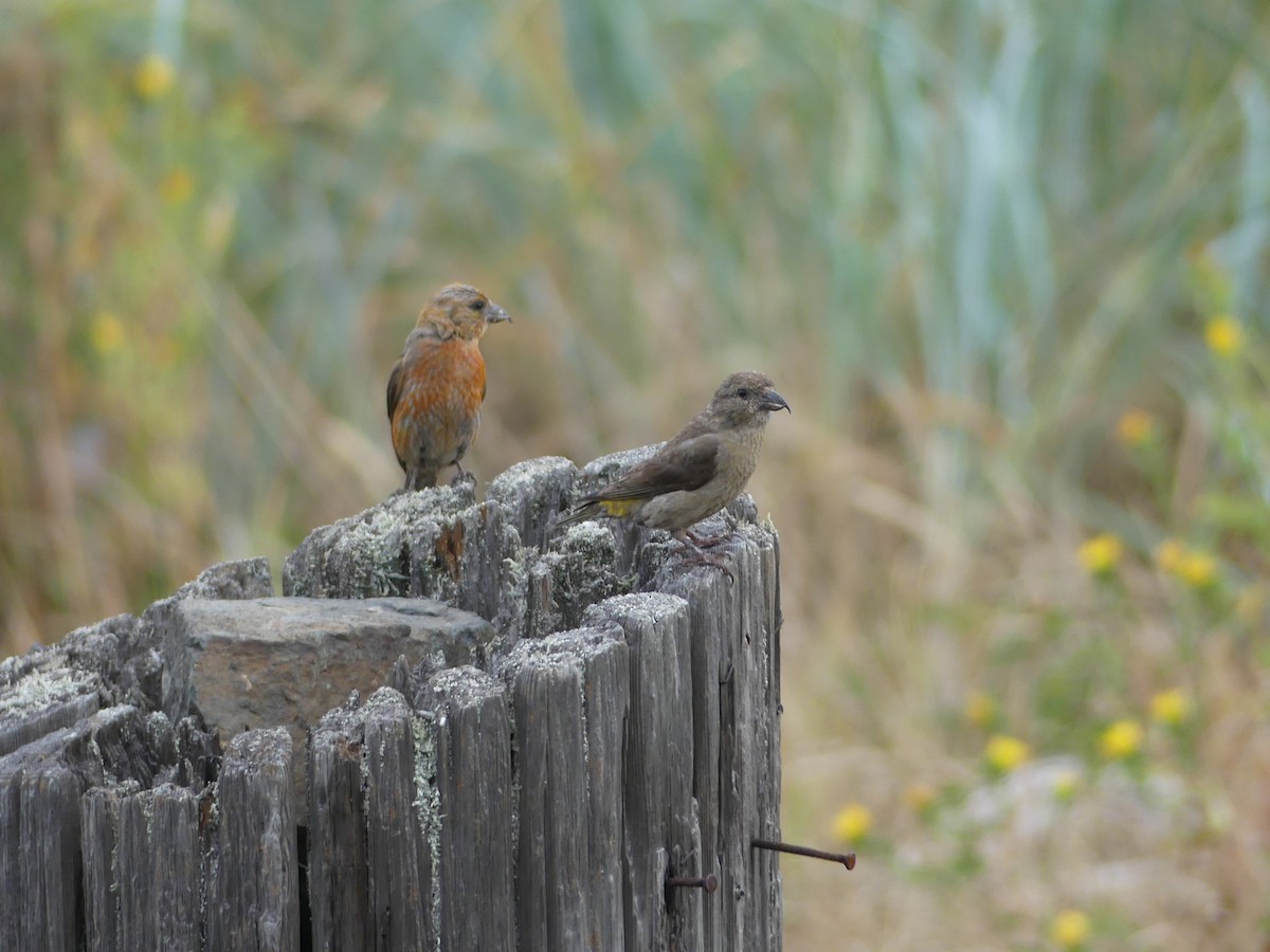 Red Crossbill - ML623054390