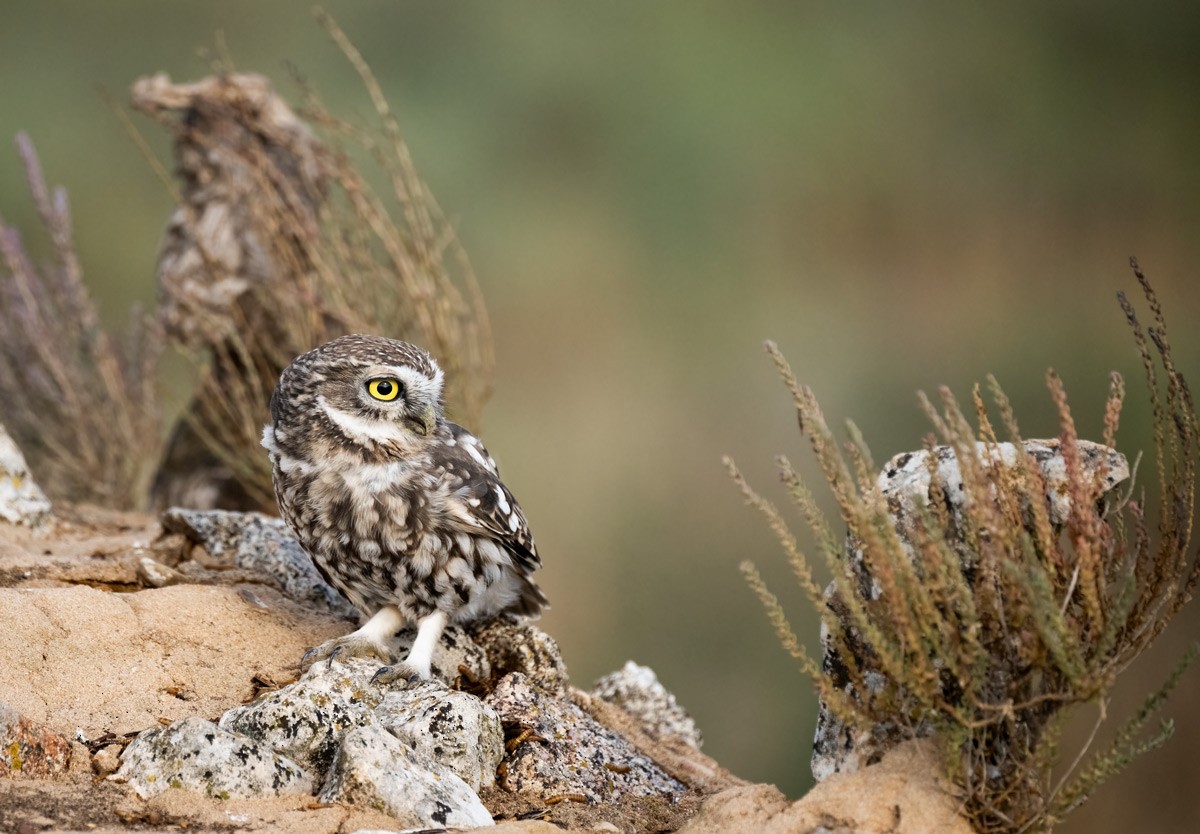 Little Owl - ML623054398