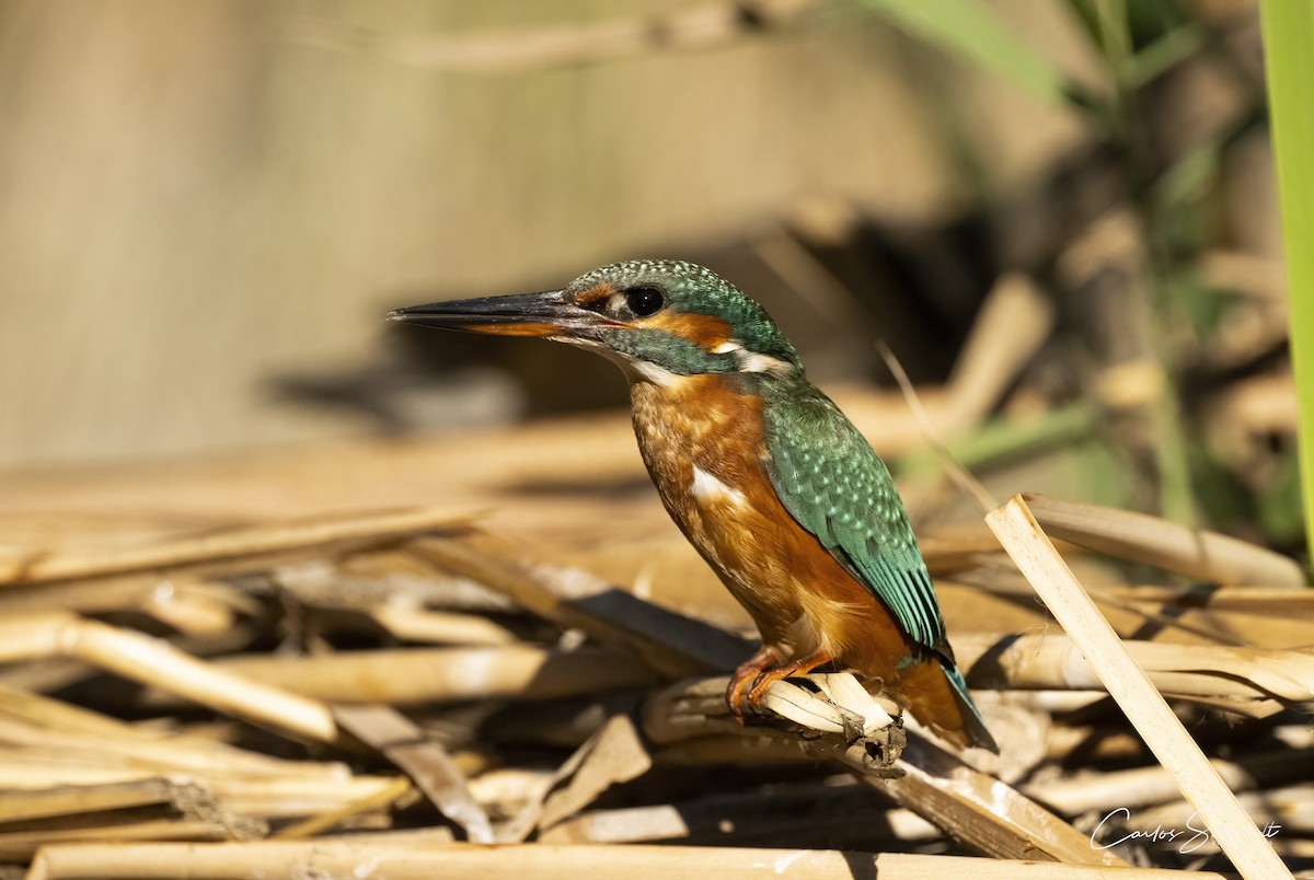 Common Kingfisher - ML623054419