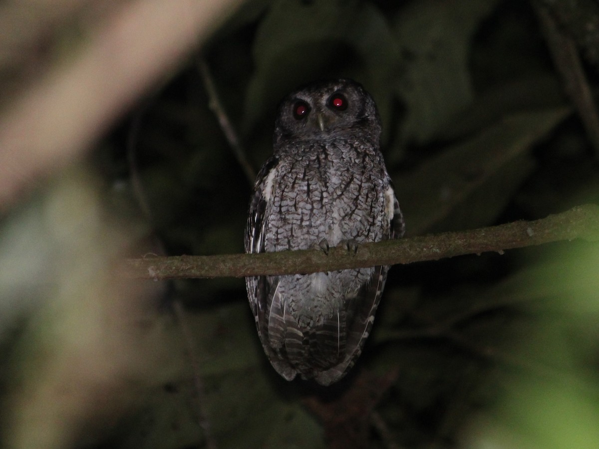 Black-capped Screech-Owl - Miguel  Magro