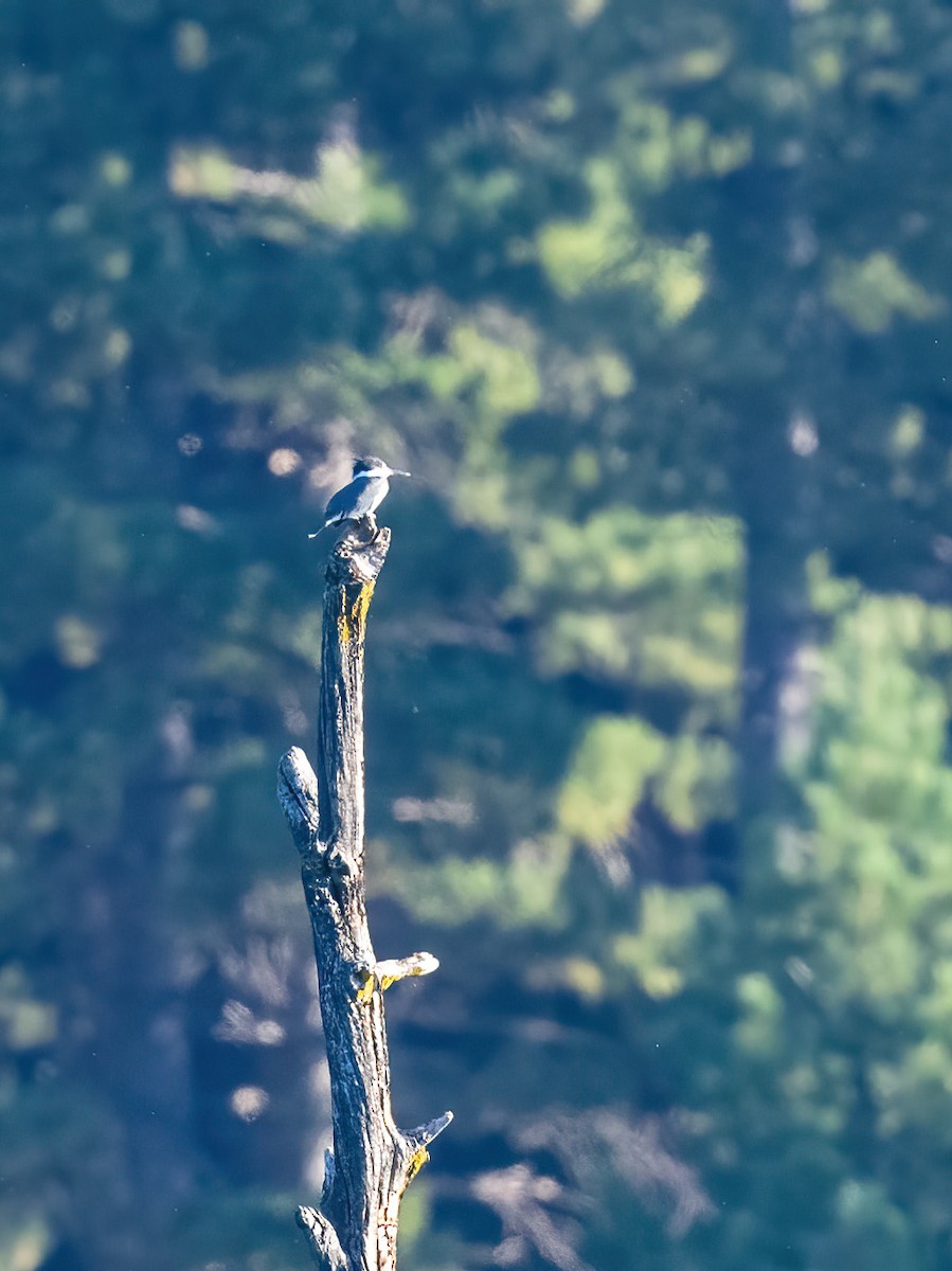 Belted Kingfisher - ML623054456