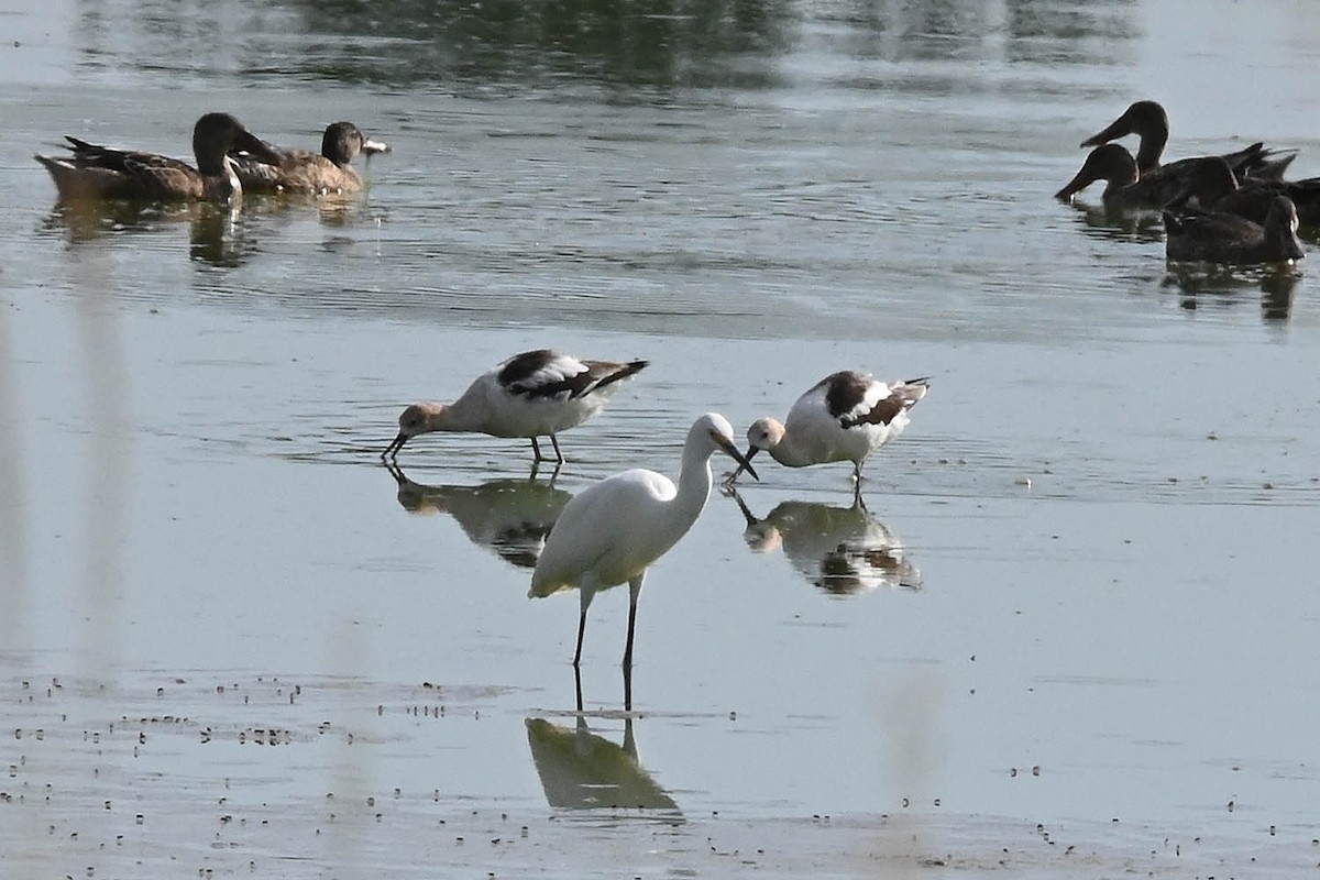 American Avocet - ML623054459