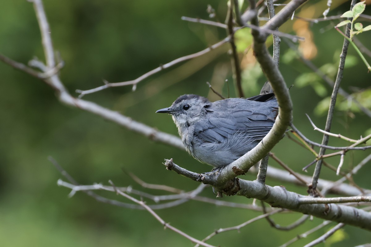 Gray Catbird - ML623054461