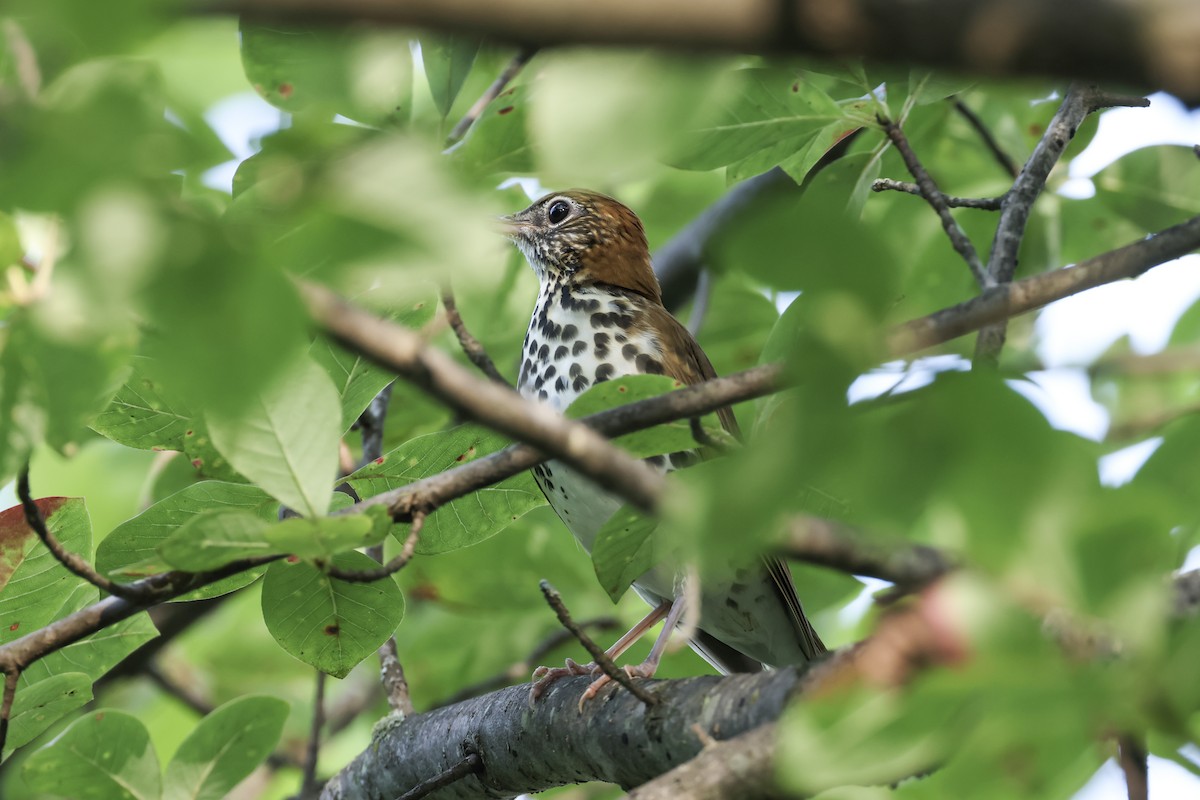 Wood Thrush - ML623054465