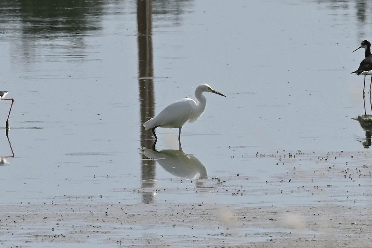 Snowy Egret - ML623054468