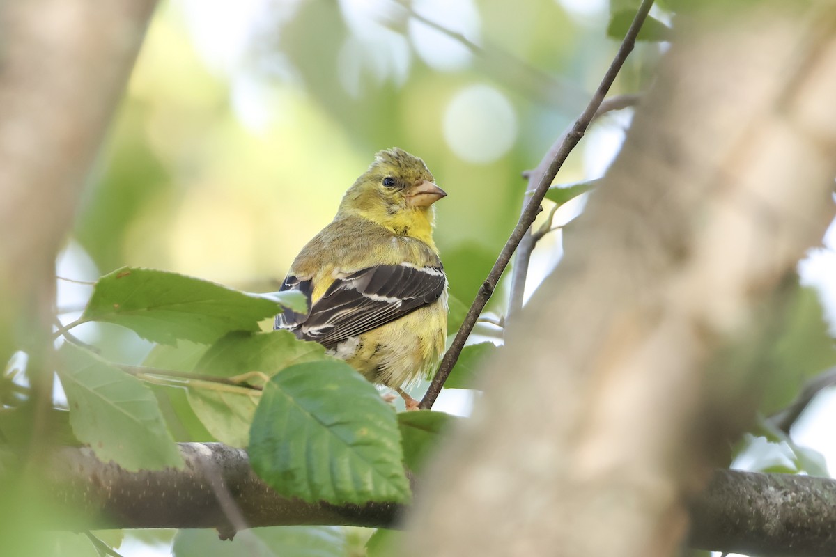 American Goldfinch - ML623054471