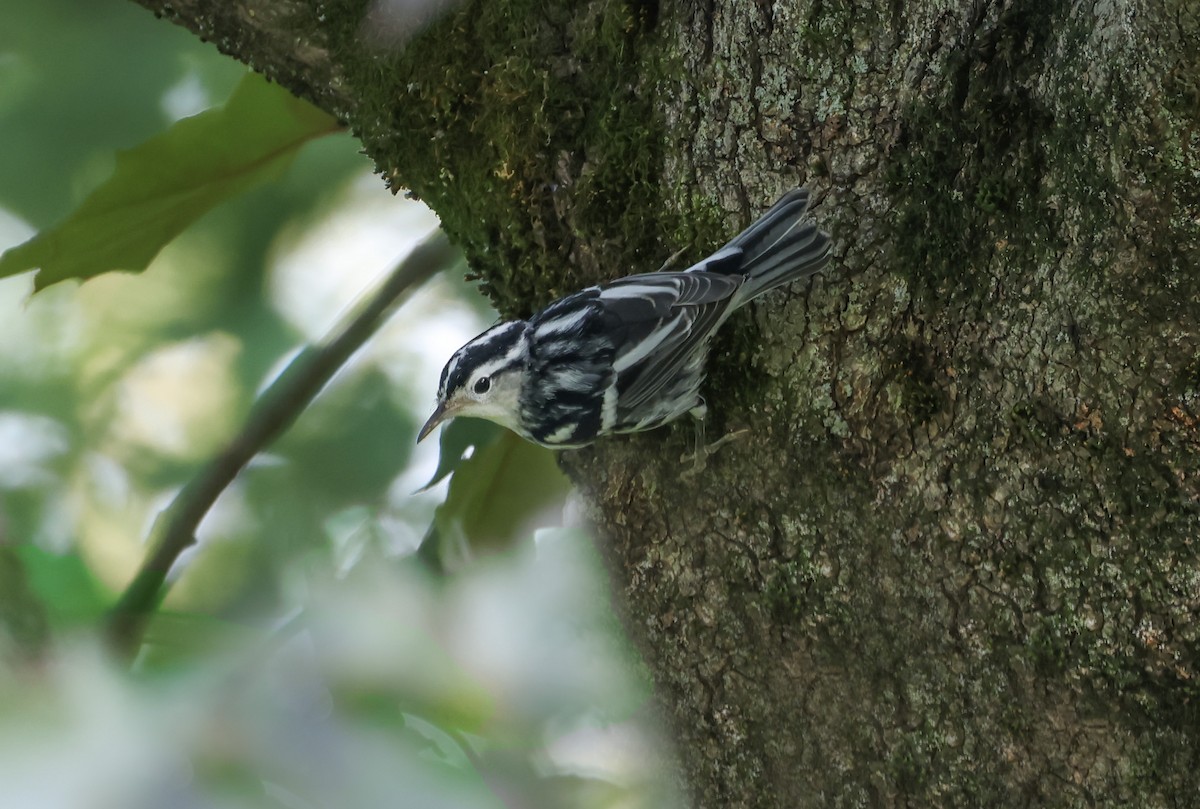 Black-and-white Warbler - ML623054474