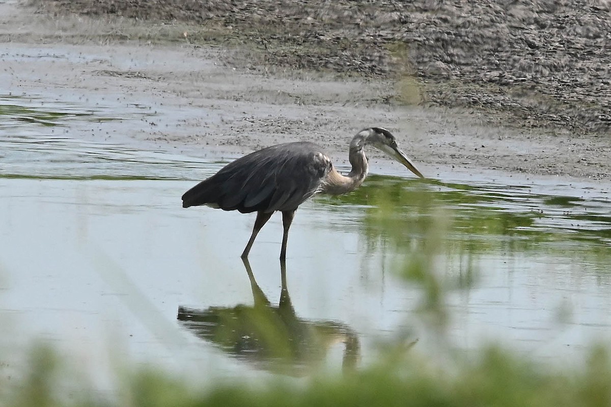 Great Blue Heron - ML623054477