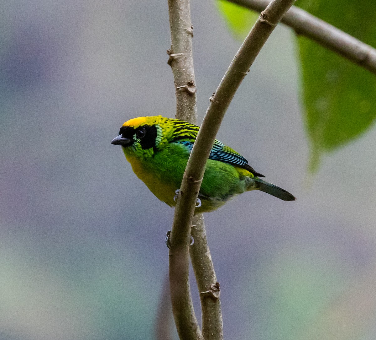 Green-and-gold Tanager - ML623054564