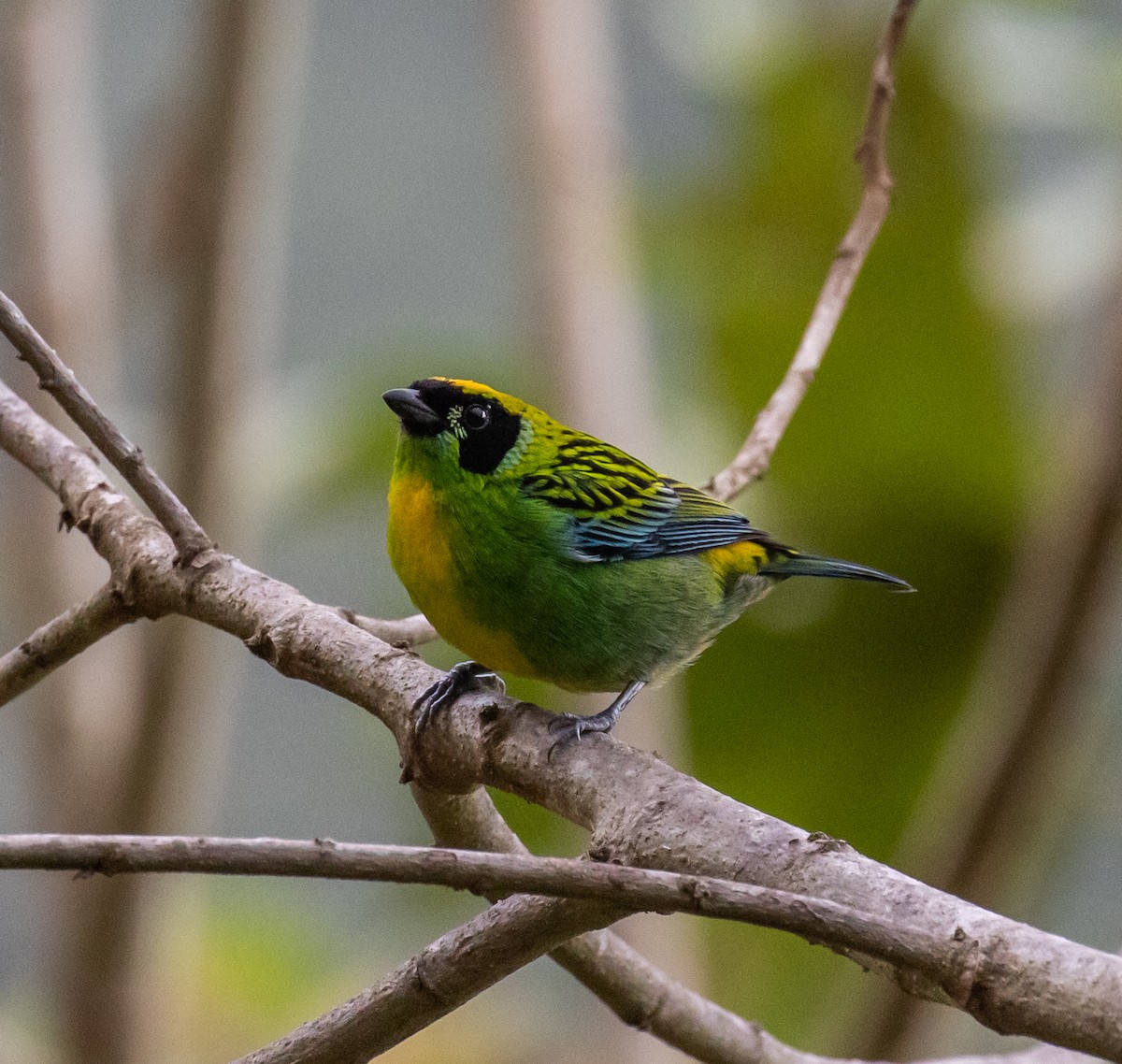 Green-and-gold Tanager - ML623054567