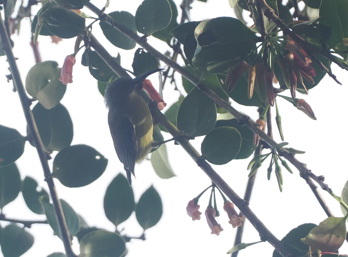 Slaty-chinned Longbill - ML623054569