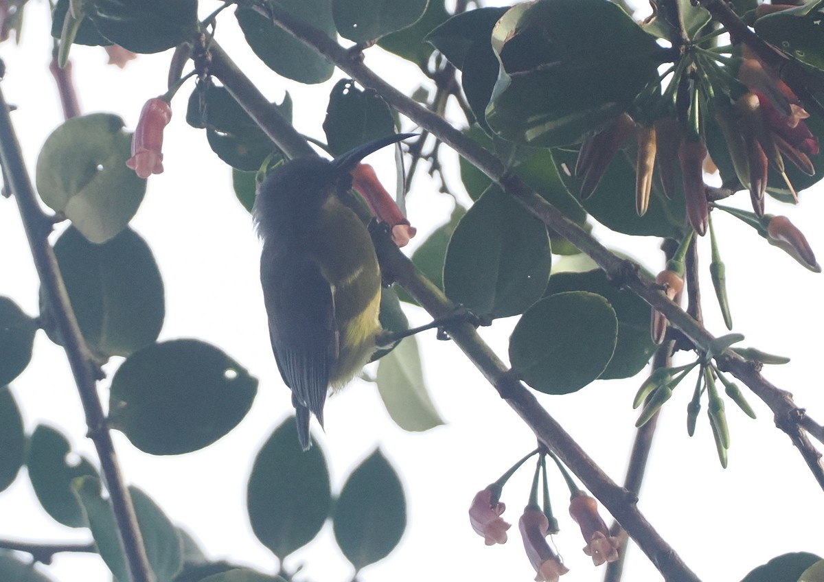 Slaty-chinned Longbill - ML623054583