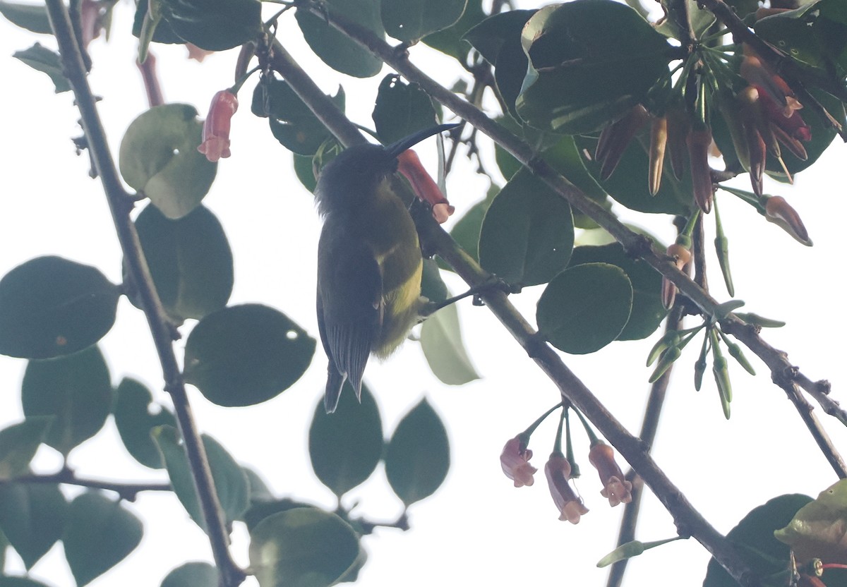 Slaty-chinned Longbill - ML623054590
