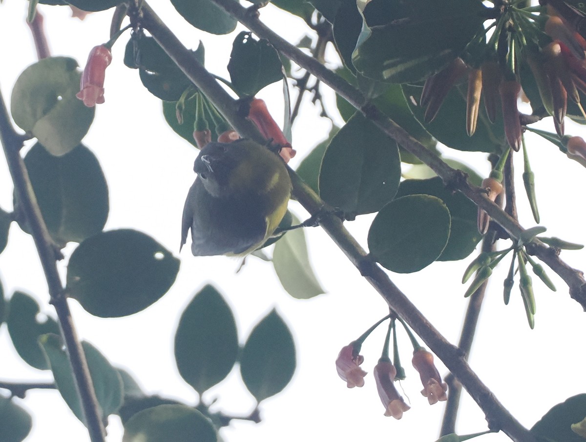 Slaty-chinned Longbill - ML623054627