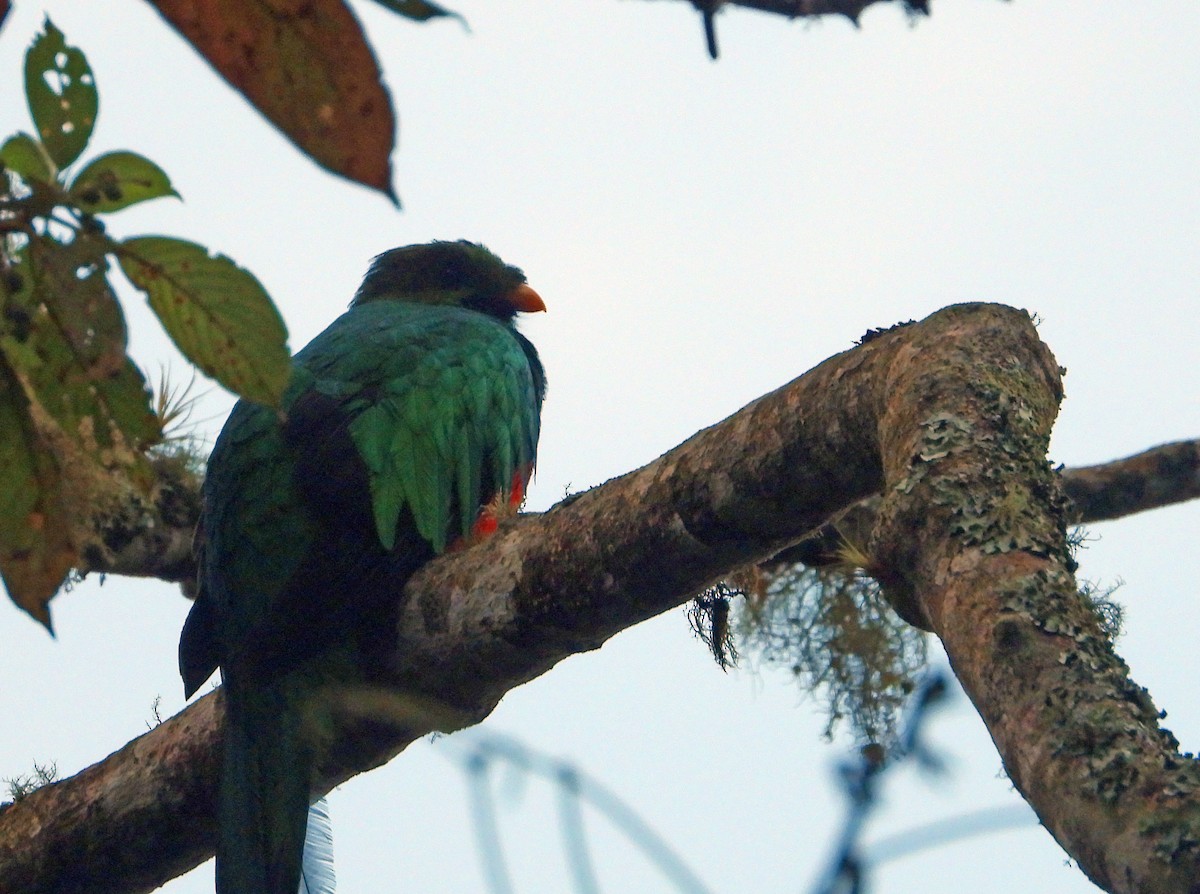 White-tipped Quetzal - ML623054648