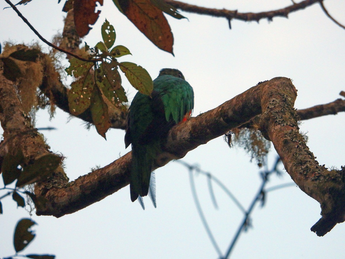 White-tipped Quetzal - ML623054652