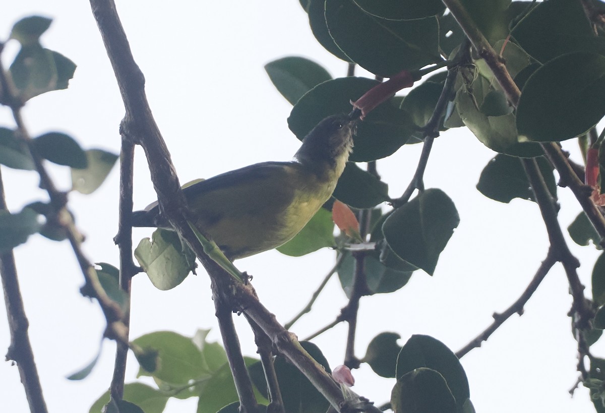 Slaty-chinned Longbill - ML623054655
