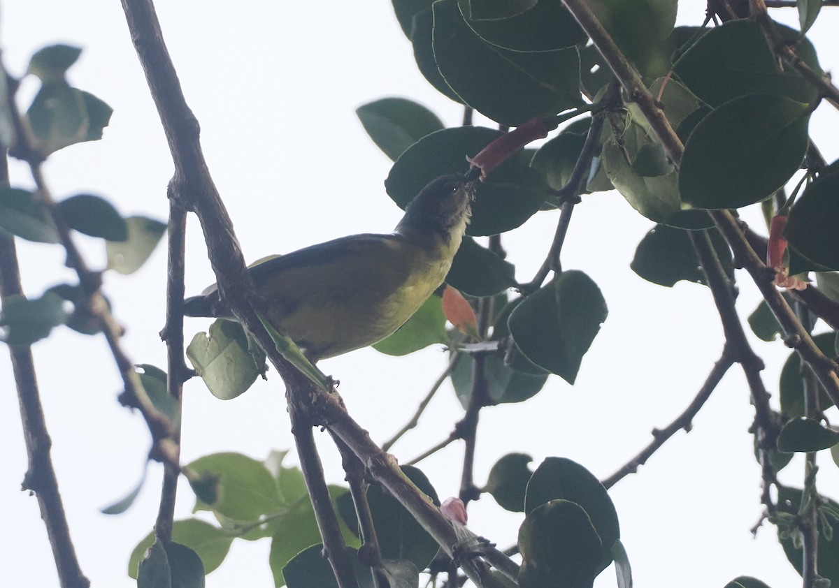 Slaty-chinned Longbill - ML623054677