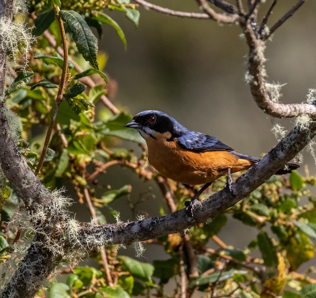 Chestnut-bellied Mountain Tanager - ML623054678
