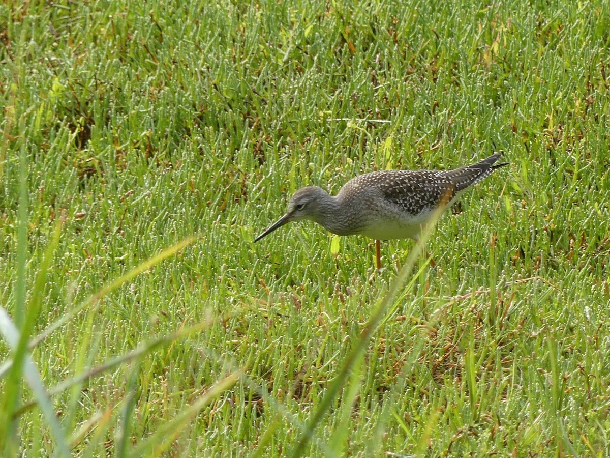 Lesser Yellowlegs - Ted Down