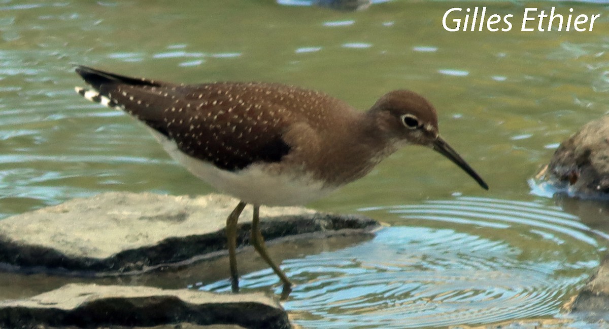 Solitary Sandpiper - ML623054687