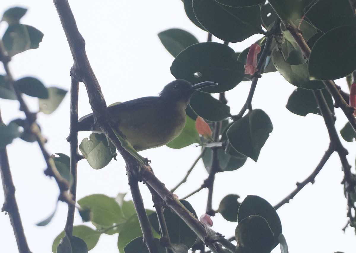 Slaty-chinned Longbill - ML623054690