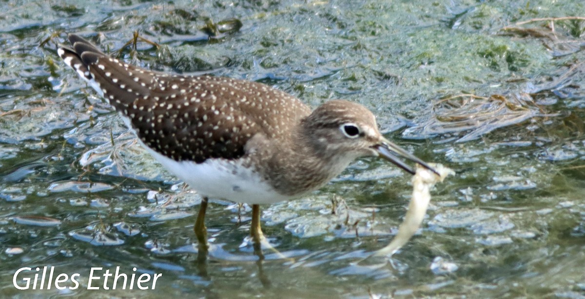 Solitary Sandpiper - ML623054694