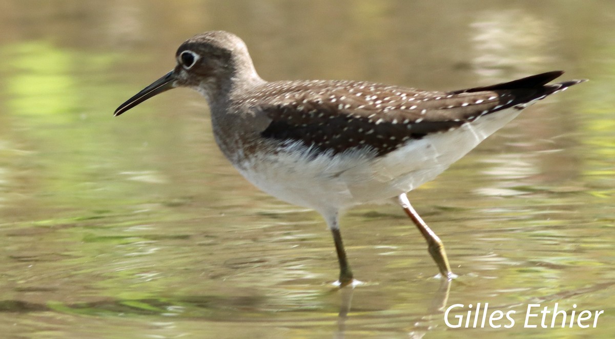 Solitary Sandpiper - ML623054707