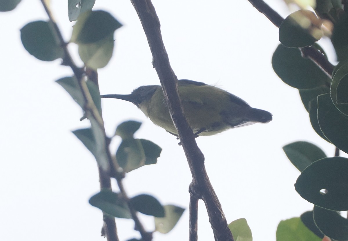 Slaty-chinned Longbill - ML623054720