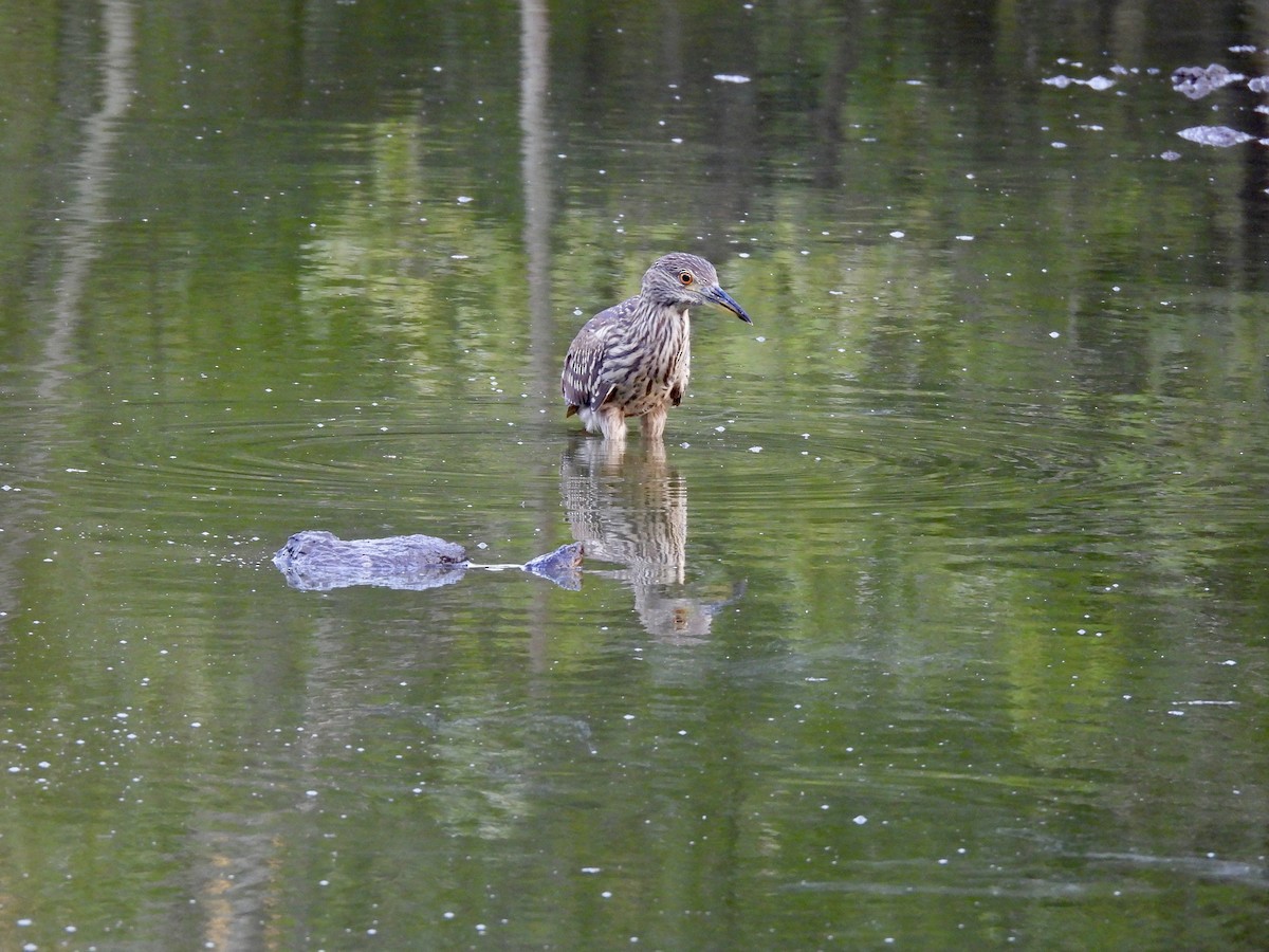 Black-crowned Night Heron - Anonymous