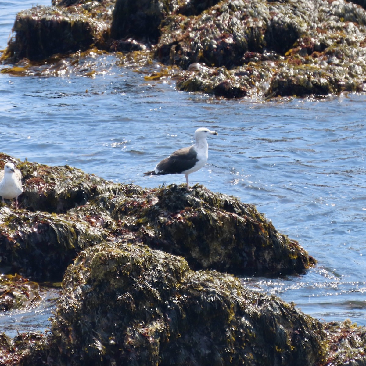 Great Black-backed Gull - ML623054795