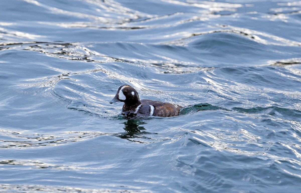 Harlequin Duck - ML623054818