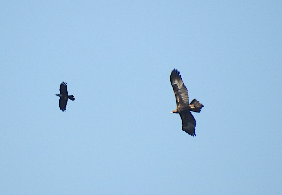 Wedge-tailed Eagle - ML623054961