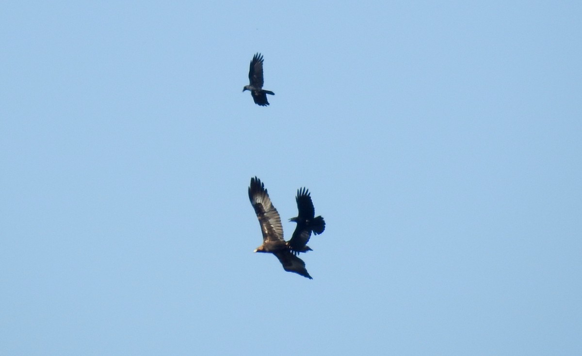 Wedge-tailed Eagle - ML623054962