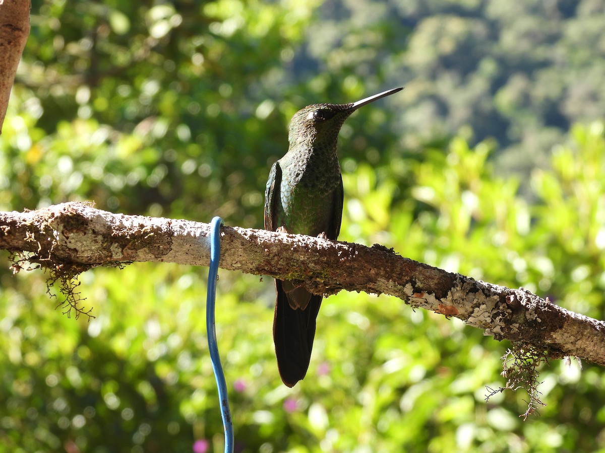 Violet-fronted Brilliant - ML623054964